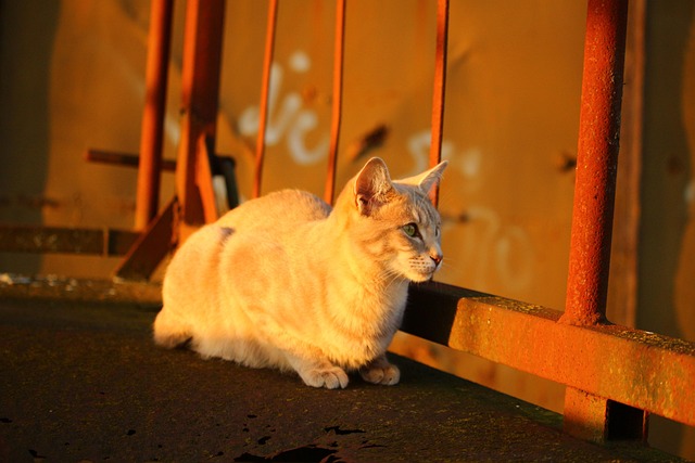 Katze Herbst Rost - Kostenloses Foto auf Pixabay - Pixabay