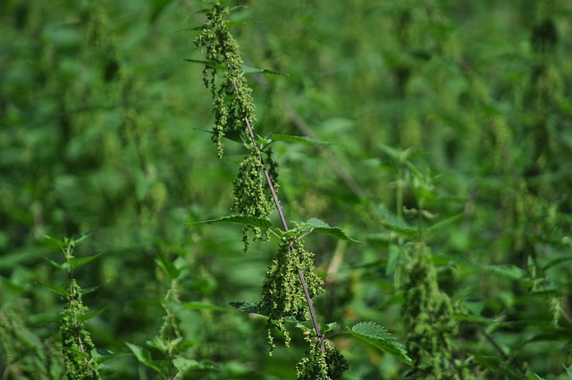 Free Nettle Nature photo and picture