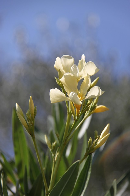 Blume, Blumentapete, Schöne Blumen, Weiß