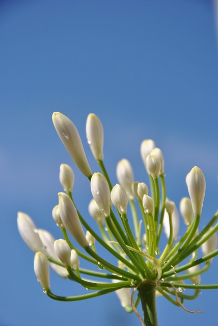 Free Blossom Flower Background photo and picture
