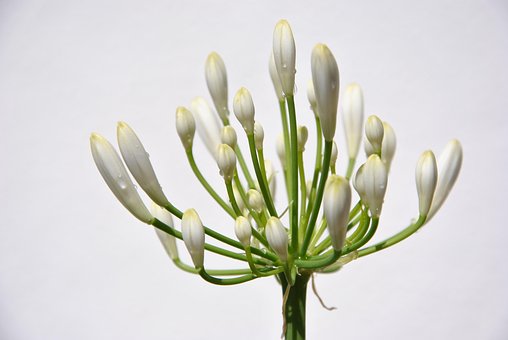 Free Flower Blossom photo and picture