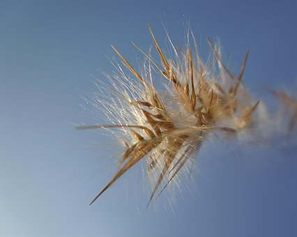 Free Grass Seeds photo and picture