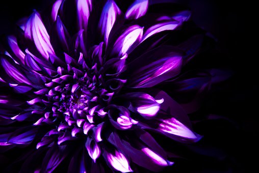 Free Dahlia Violet photo and picture