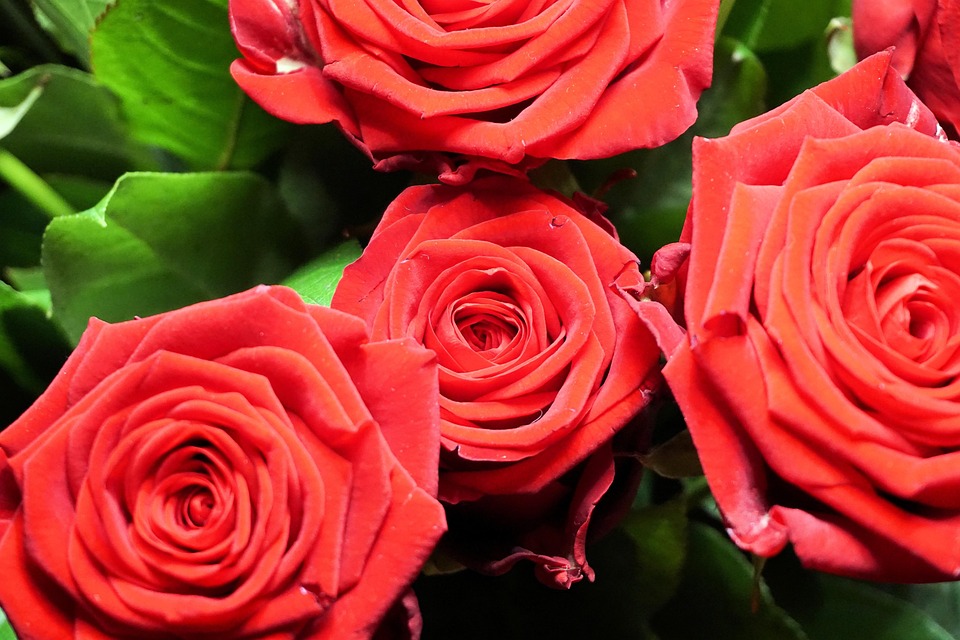 Roses Flowers Red Rose · Free photo on Pixabay