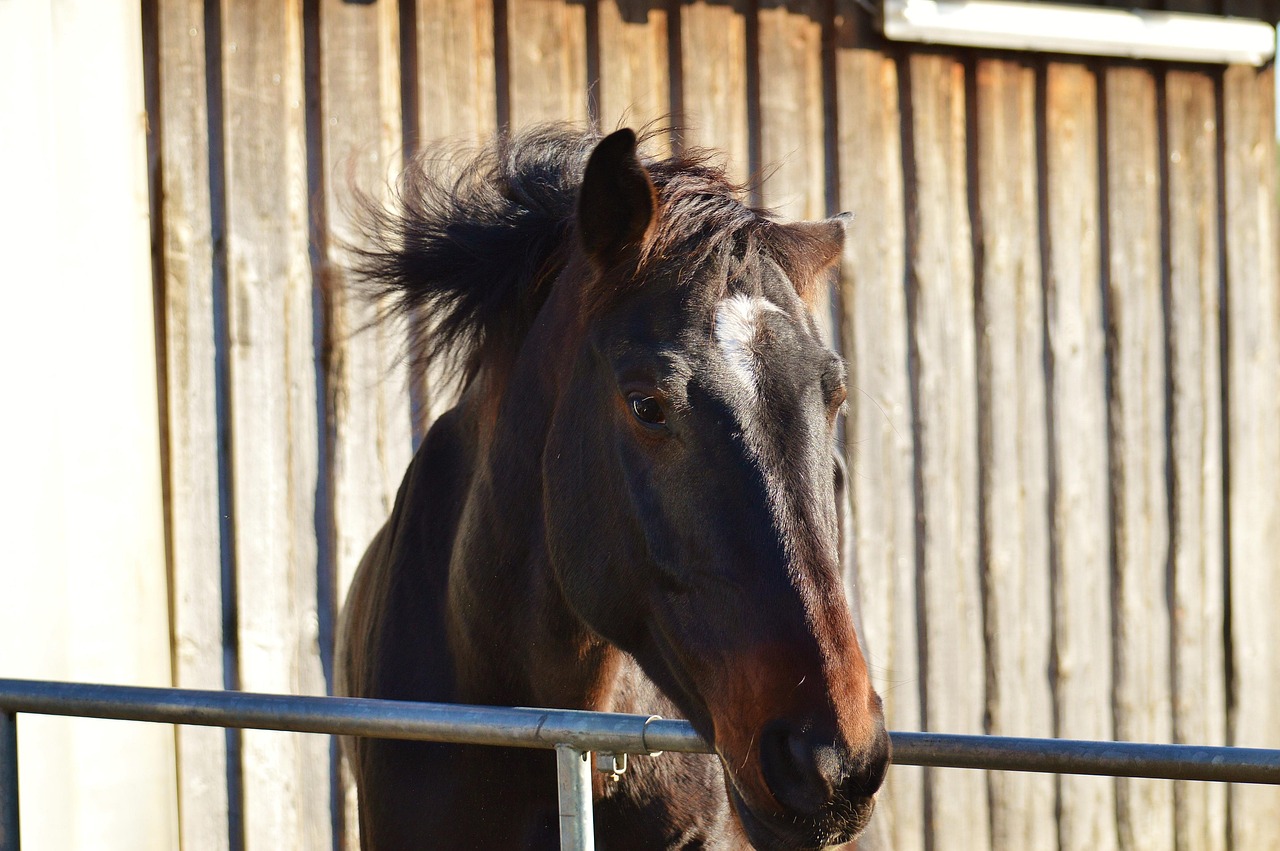 Horse Riding Reiterhof - Free photo on Pixabay - Pixabay