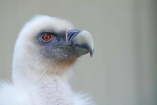 Pássaro, Abutre, Abutre Grifo, Animal