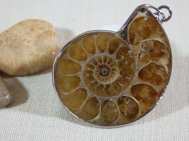 Free Amonite Fossil photo and picture