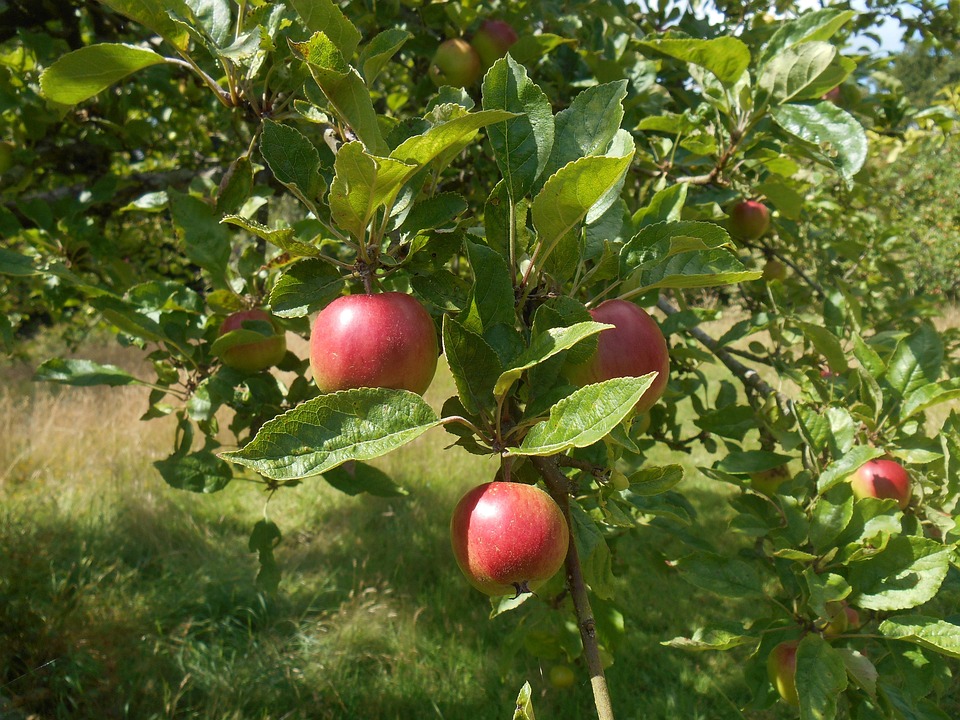 Free photo Apple Tree, Tree, Orchard, Apples Free Image on Pixabay