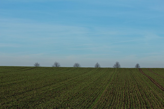 Free Landscape Trees photo and picture
