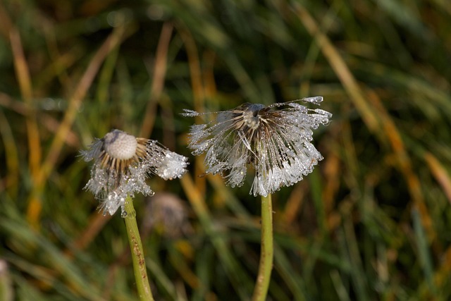 Free Dandelion Morning Mood photo and picture