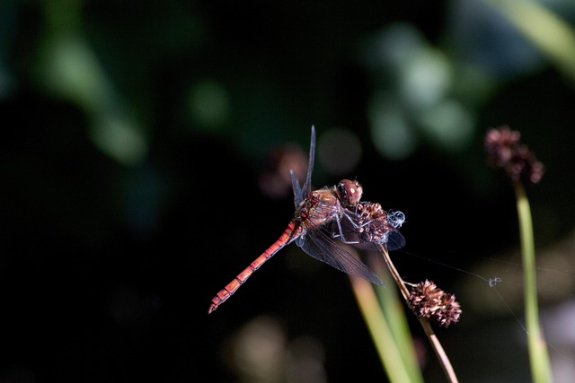 Free Dragon-Fly Dwarf Rushes photo and picture