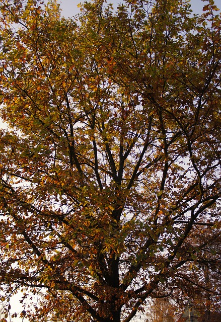 Free Autumn Tree photo and picture