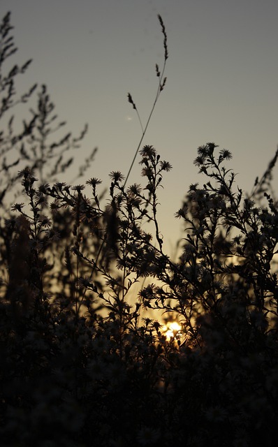 Free Grass Nature photo and picture