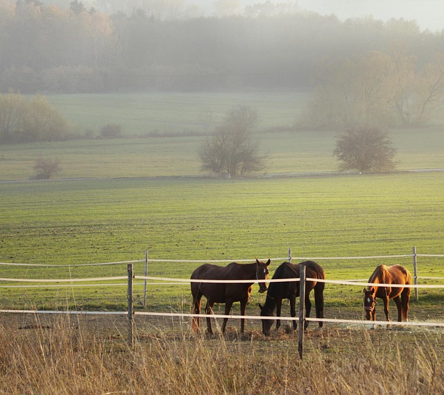 Free Horse Horses photo and picture