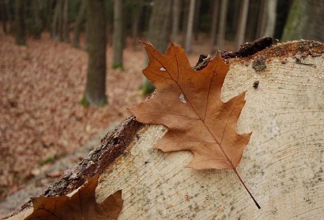 Free Forest Blade photo and picture