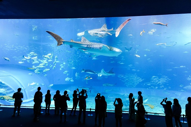Free Aquarium Fish photo and picture