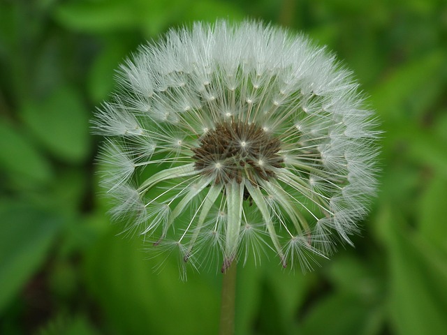 Free Dandelion Nature photo and picture
