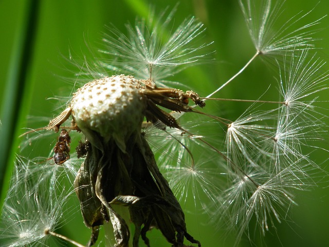Free Seeds Dandelion photo and picture