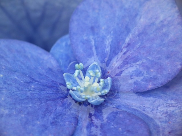 Free Hydrangea Blue photo and picture