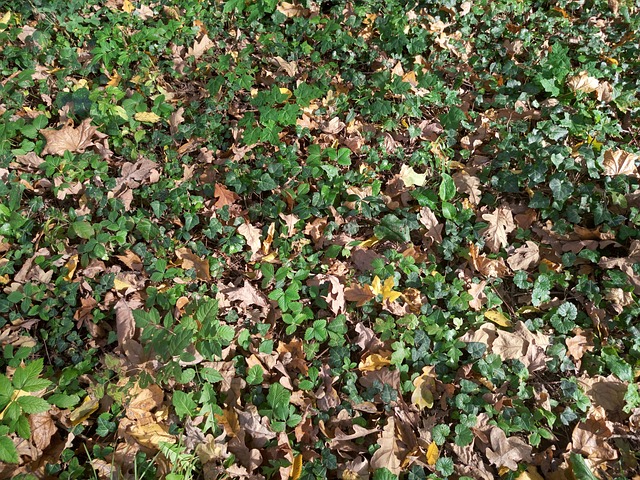 Textura, Verde, Folhas, Floresta