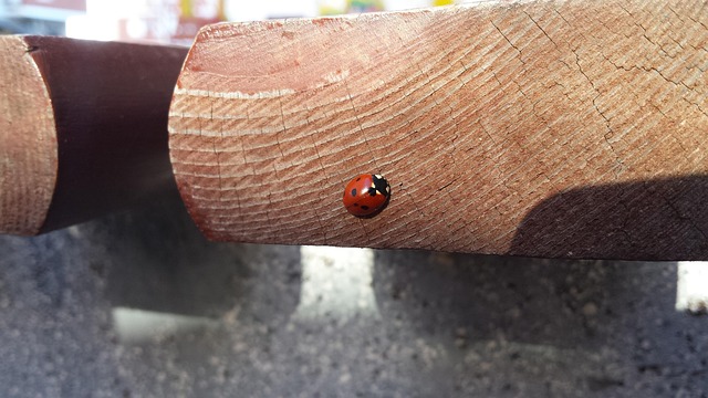 Ladybug Insect November - Free photo on Pixabay - Pixabay
