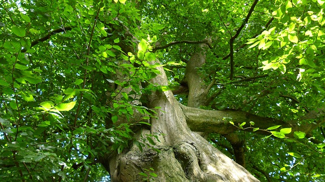 Free Tree Trunk Green photo and picture