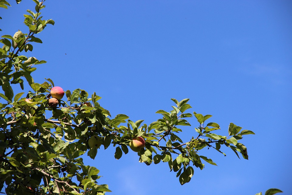 Apple Tree Branch · Free photo on Pixabay