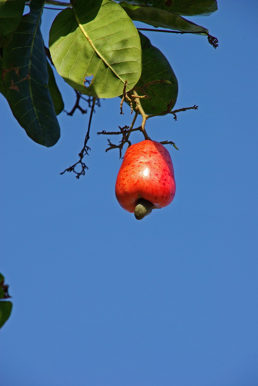 100+ Free Cashew & Cashew Nuts Images Pixabay