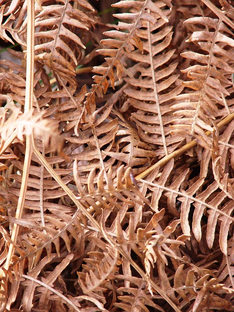 Free Fall Fern photo and picture