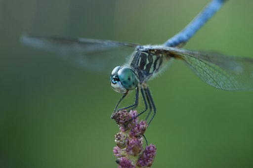 Libelle, Insekt, Blau