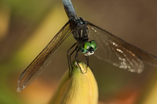 Libelle, Insekt, Grün