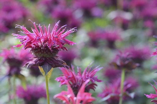 Bee Balm, Red, August, Flower