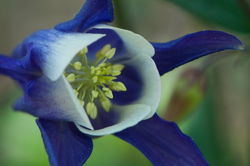 Akelei, Blau, Blume, Feder
