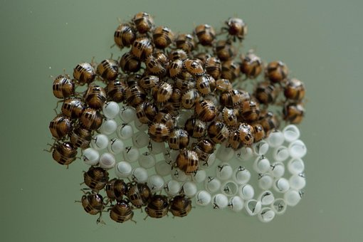 Stink Fehler, Eier, Ausgebrütet, Insekt