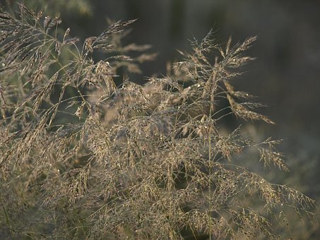 Relva, Bata, Natureza, Bronze