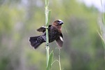 weber fink, krueger, bird