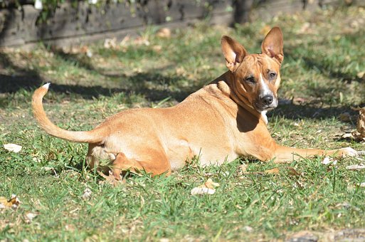 Pit Bull, Mistura De Terrier, Animal