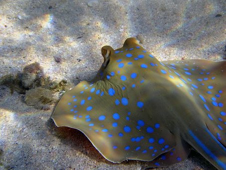 Free Blue Spotted Stingrays Nature photo and picture