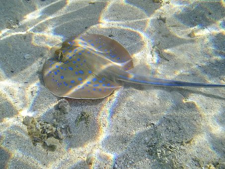 Free Blue Spotted Stingrays Smelled photo and picture