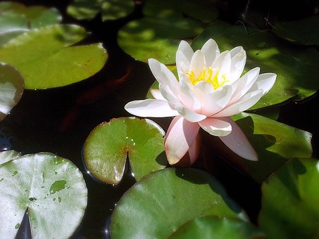 Free Water Lily Water Flower photo and picture