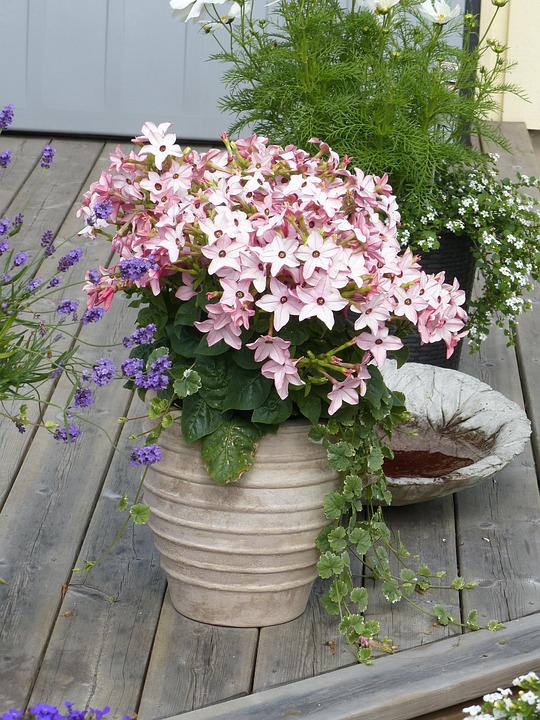 Pot plante blomster · gratis foto på pixabay Blomster til terrassen