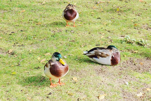 Free Ducks Masculine photo and picture