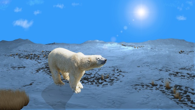 Nanuq Eisb r Arktis Kostenloses Bild Auf Pixabay nanuq-eisb-r-arktis-kostenloses-bild-auf-pixabay