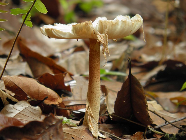Free Mushrooms Nature photo and picture
