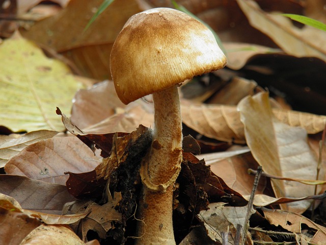 Free Mushrooms Nature photo and picture