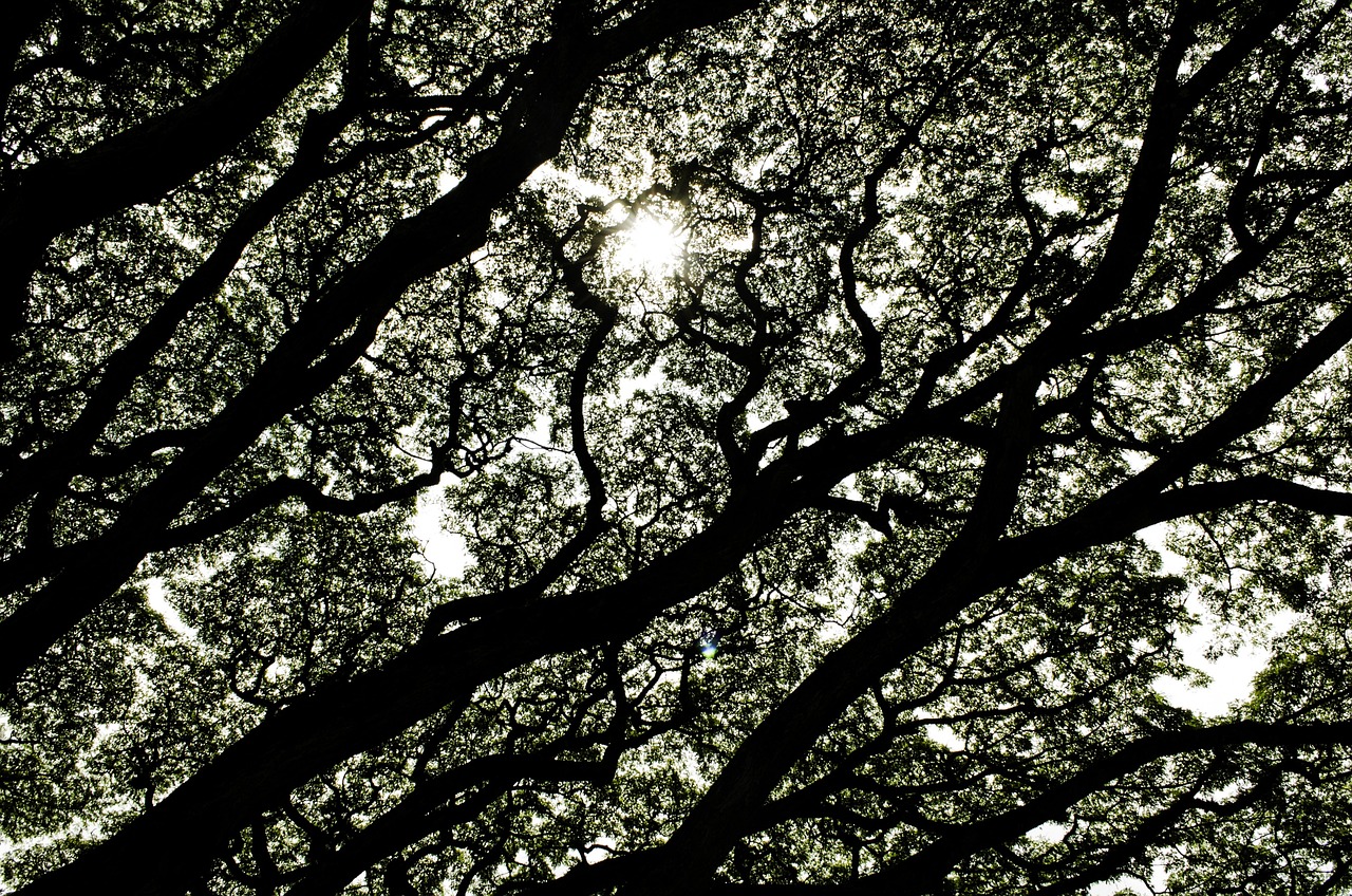 Free Trees Contrast photo and picture