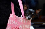 dog, pet, animal
