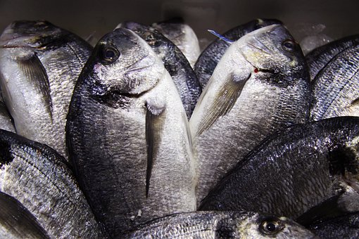 Fisk, Fiskeri, Fangst, Fiskehandel