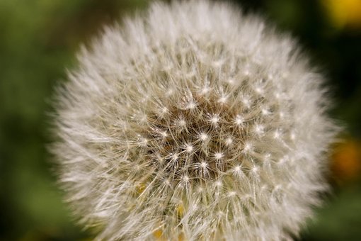 Mælkebøtte, Makro, Blomst, Plante