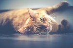 cat, pet, lying